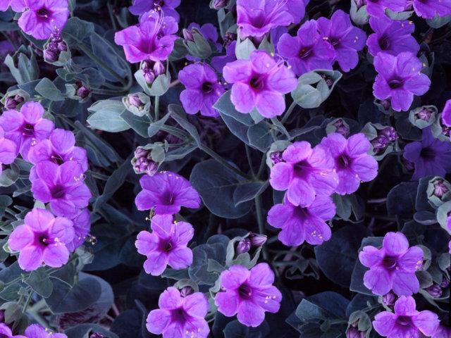 Ý Nghĩa và Sự Tích Của Hoa Violet - Hoatuoivannam.com