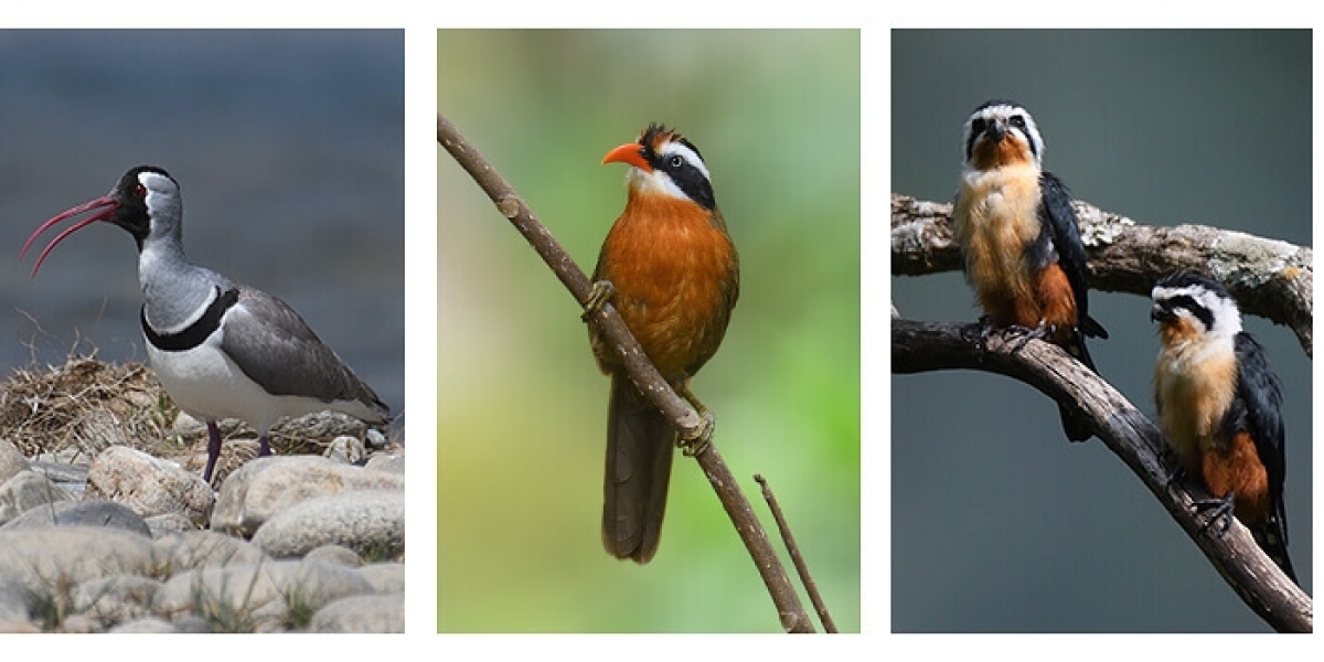 species of birds in bhutan