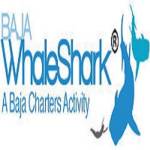 BajaWhale Shark