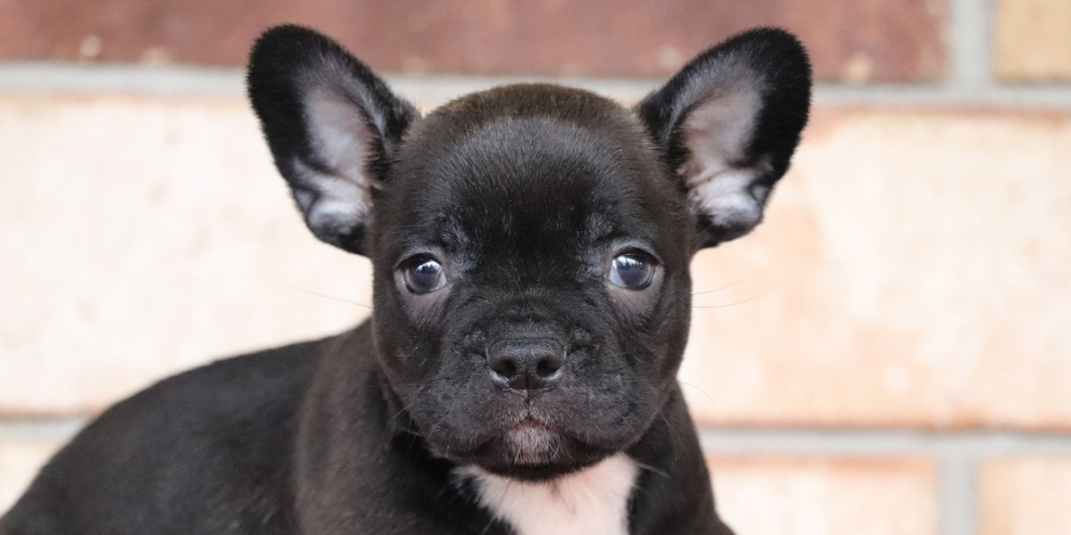 Frenchton vs French Bulldog: Understanding the Physical Differences
