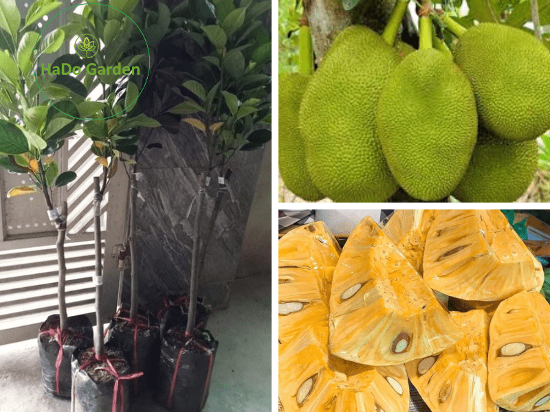 Giống cây mít Thái choai cao trên 1m cho quả sau 1 năm trồng