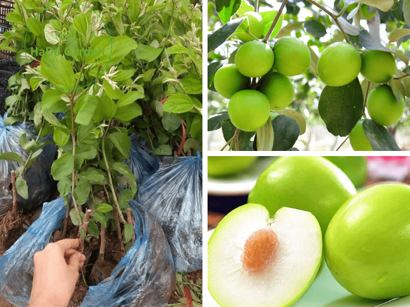 Giống cây táo chua Gia Lộc quả to cho năng suất cao dễ trồng