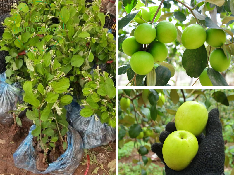 Cây giống táo Đài Loan F1 mới cho trái sau 8 tháng trồng