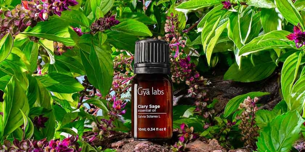 Buy Clary Sage Essential Oil: Unlock the Benefits of GyaLabs Clary Sage Essential Oil