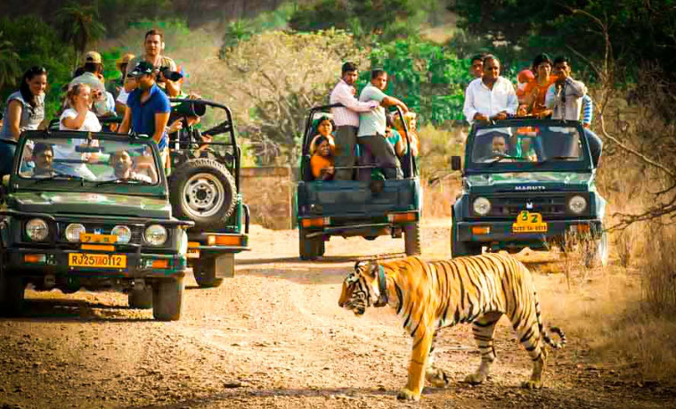 Booking Website Ranthambore Tour Package and Trip