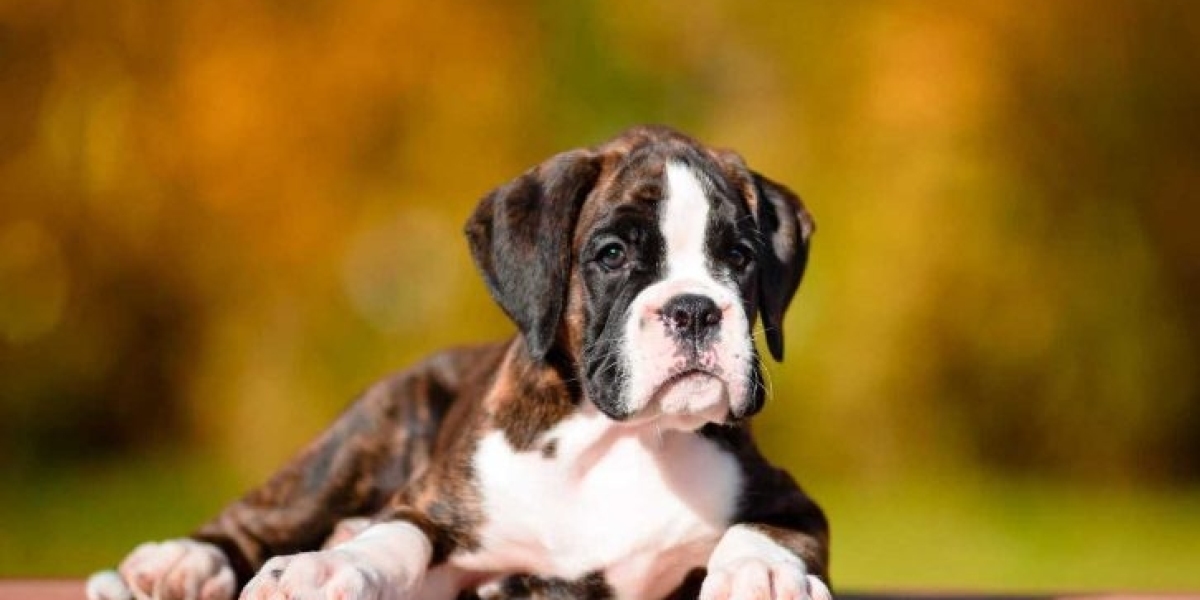 Navigating the Journey to Find Boxer Puppies for Sale in Bangalore: Unveiling the Best Prices and Quality Canine Compani