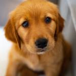 Cute Dog Blogs Profile Picture