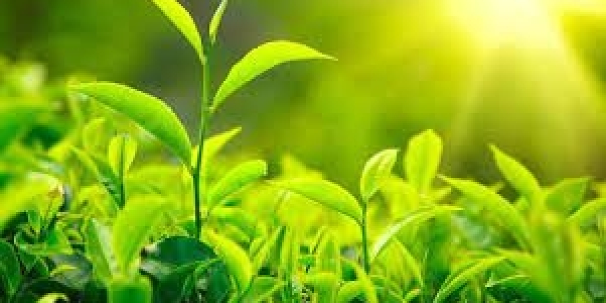 Agricultural Inoculants Market Expected to Reach USD 1.57 Billion by 2030 with a CAGR of 10.13%