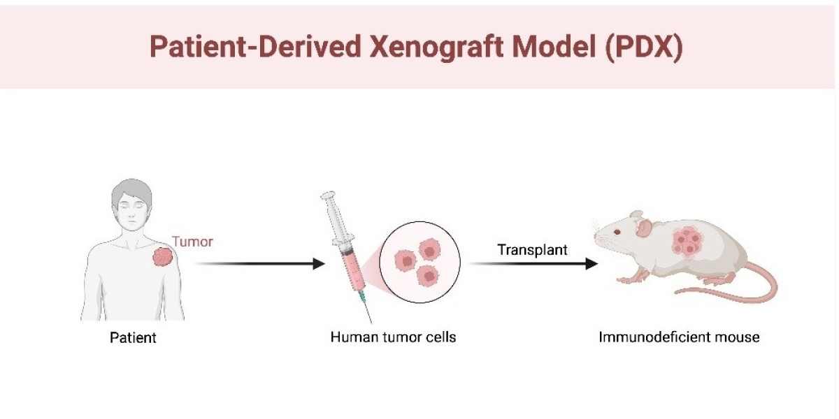 Exploring the Potential of Patient-Derived Xenograft Models: A Paradigm Shift in Preclinical Research