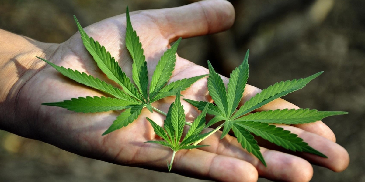 Legalization of Recreational Marijuana in the United States