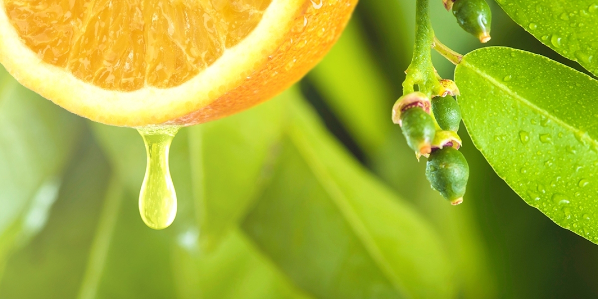 The Delightful World of Citrus Flavors