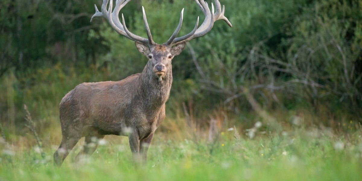 Wyoming Mule Deer Hunts: A Comprehensive Guide