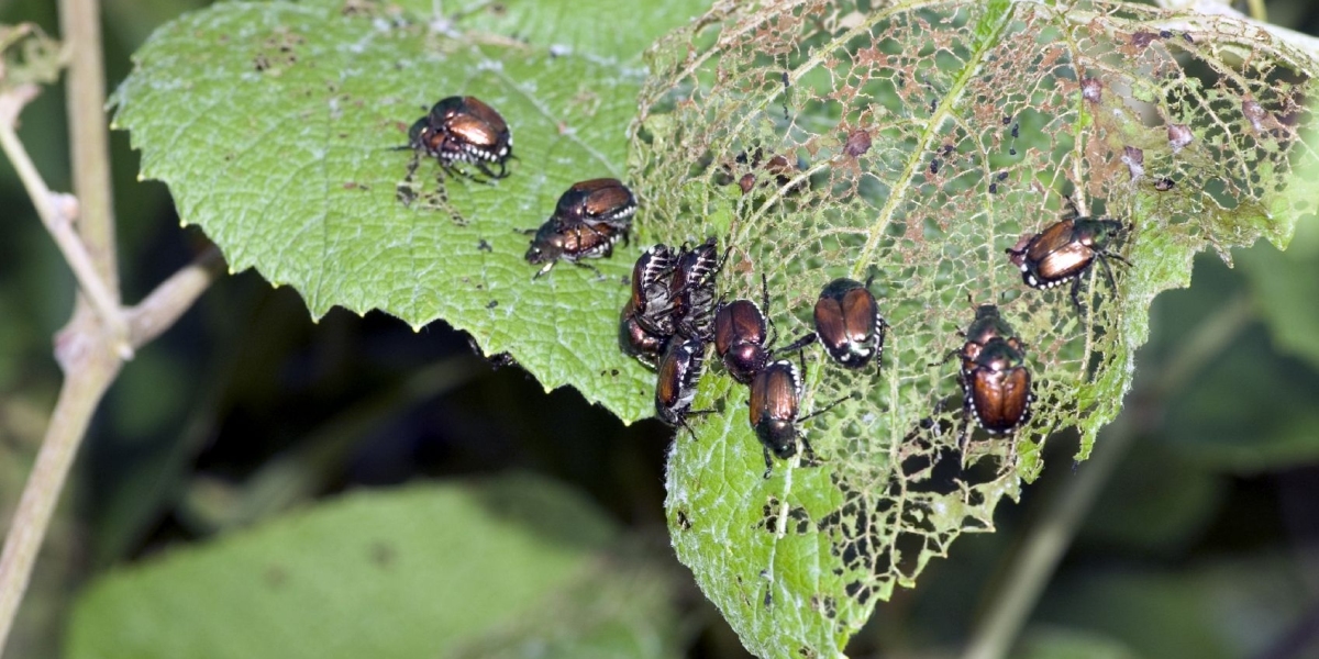 Balancing Ecosystems: Integrated Pest Management Pheromones for Environmental Harmony