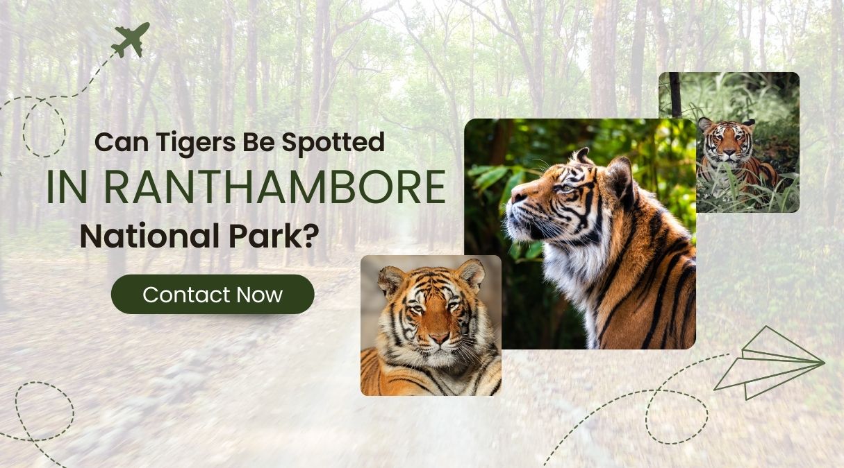 Can Tigers Be Spotted in Ranthambore National Park? | Eye Of The Tiger