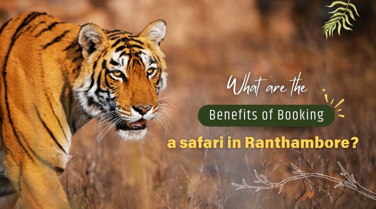 What are the benefits of booking a safari in Ranthambore? | Eye Of The Tiger